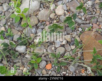 Fagiolo viola (Macroptilium atropurpureum) Foto Stock