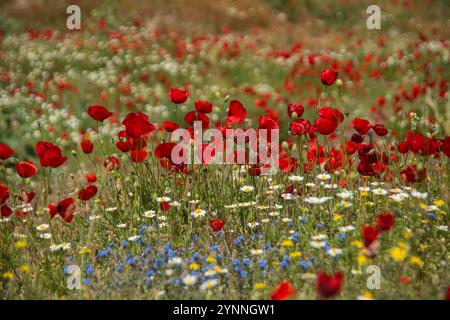 Vibrant red wild poppies and other spring flowers growing amongst the roman ruins of Heiropolis in southern Turkey. Foto Stock