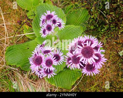 Margherita di Campbell Island (Pleurophyllum speciosum) Foto Stock