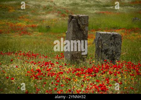 Vivaci papaveri rossi selvatici e altri fiori primaverili che crescono tra le rovine romane di Heiropolis nel sud della Turchia. Foto Stock