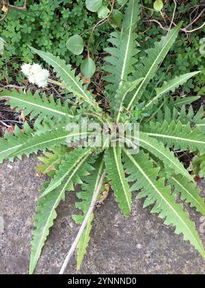 Dente di leone gigante (Sonchus acaulis) Foto Stock