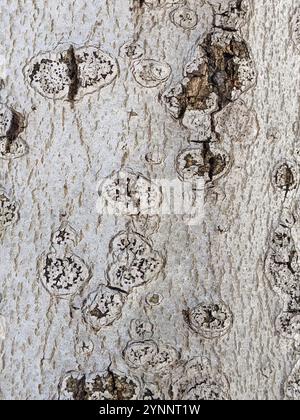 Fungo canker della corteccia di faggio (Neonectria faginata) Foto Stock