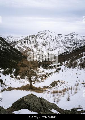 Un albero solitario sorge tra pendii innevati e terreni accidentati nella regione alpina vicino a Brianzone, in Francia. Vette maestose e serene domi selvaggia Foto Stock