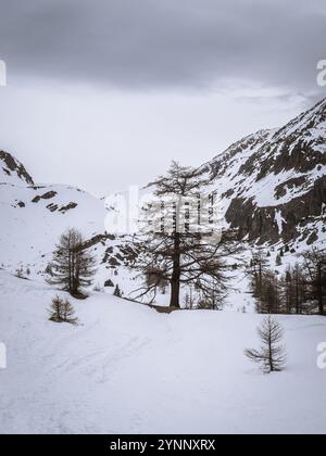 Un albero solitario sorge tra pendii innevati e terreni accidentati nella regione alpina vicino a Brianzone, in Francia. Vette maestose e serene domi selvaggia Foto Stock