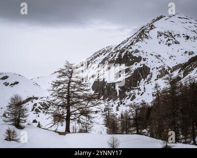 Un albero solitario sorge tra pendii innevati e terreni accidentati nella regione alpina vicino a Brianzone, in Francia. Vette maestose e serene domi selvaggia Foto Stock