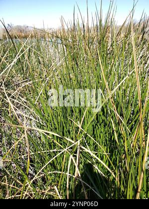 Bulrush americano a tre quadrati (Schoenoplectus americanus) Foto Stock