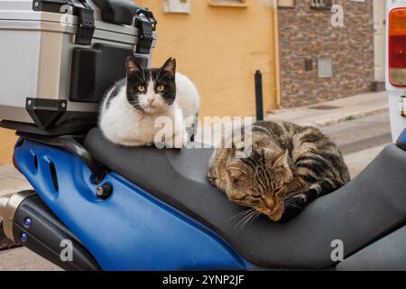 Due gatti randagi riposano sul sedile di una motocicletta per strada, Alcoy, Spagna Foto Stock