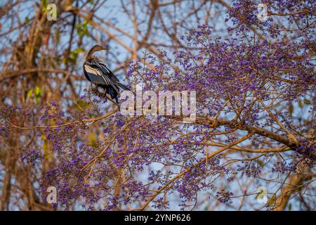 Un Anhinga (Anhinga anhinga) è arroccato in un albero di Taruma fiorito lungo un affluente del fiume Cuiaba vicino a Porto Jofre nel nord di Pantanal, ma Foto Stock