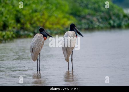 Le cicogne di Jabiru (Jabiru mycteria) si trovano sul fiume Cuiaba vicino a Porto Jofre nel nord di Pantanal, nella provincia del Mato grosso in Brasile. Foto Stock