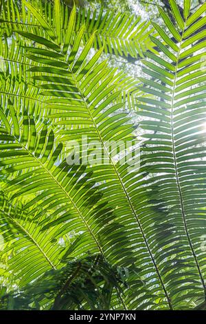 primo piano dello sfondo delle foglie di felce. sfondo astratto di foglie verdi nella giungla della foresta pluviale Foto Stock