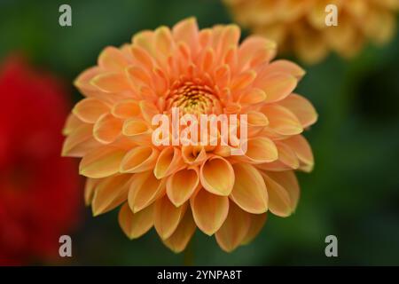 Fiori d'autunno arancioni di palla dahlia Sylvia UK Garden ottobre Foto Stock