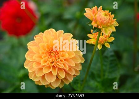 Fiori d'autunno arancioni di palla dahlia Sylvia UK Garden ottobre Foto Stock