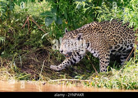 Pantanal Brasile - caccia al giaguaro sulla riva del fiume; Panthera onca; Pantanal Wildlife, Pantanal, Brasile Sud America Foto Stock