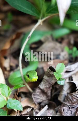 Serpente pappagallo, Leptophis ahaetulla, un rettile non velenoso del centro e del Sud America; la fauna selvatica Pantanal, Pantanal Brasile Foto Stock