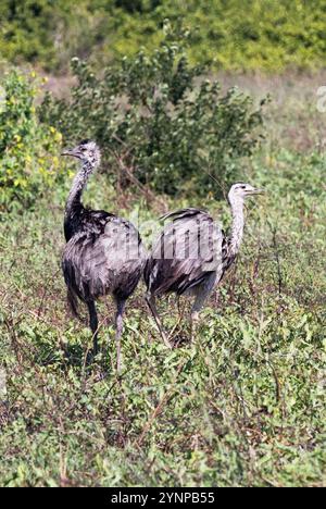 Rhea, Rhea americana, Greater Rhea o American Rhea, un paio di grandi uccelli selvatici senza volo nel Pantanal, Brasile, Sud America Foto Stock