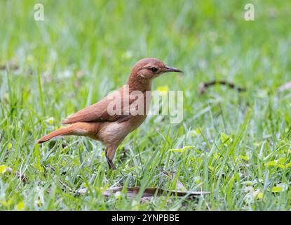 Rufous Hornero, Furnarius rufus, un uccello adulto, vista laterale, a terra, Pantanal Birds; Pantanal, Brasile Sud America Foto Stock