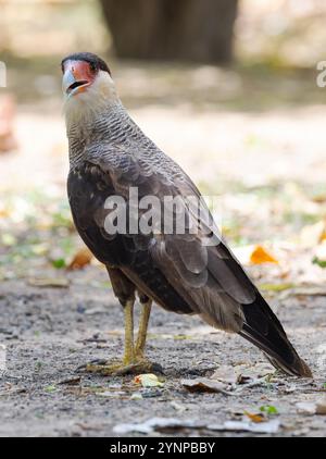 Crested meridionale Caracara, Caracara plancus; un uccello adulto a terra; uccelli Pantanal e fauna selvatica, Pantanal, Brasile Sud America Foto Stock