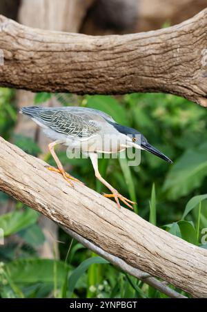 Heron striato, Butorides striata; un uccello adulto, vista laterale, arroccato su un ramo, Pantanal Birds; Pantanal, Brasile Sud America. Foto Stock