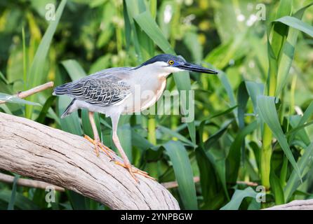 Heron striato, Butorides striata; un uccello adulto, vista laterale, arroccato su un ramo, Pantanal Birds; Pantanal, Brasile Sud America. Foto Stock