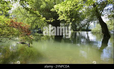 Inondazioni nella foresta alluvionale Foto Stock