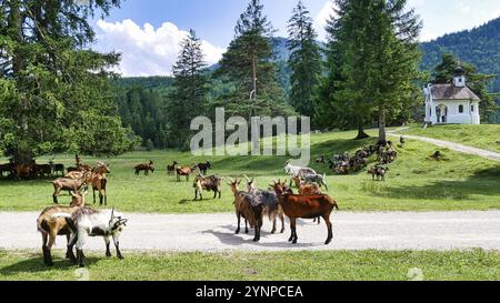 Mandria di capre di fronte alla cappella Maria Koenigin sul lago Lautersee Foto Stock