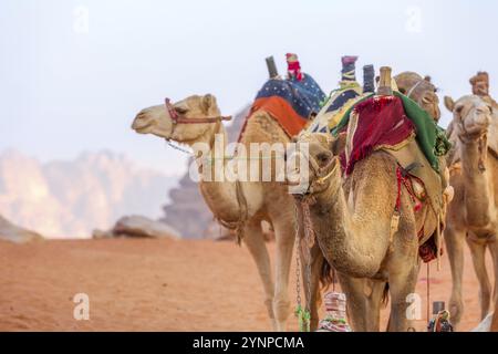 Cammelli con sella in piedi nel deserto Giordano Wadi Rum Foto Stock