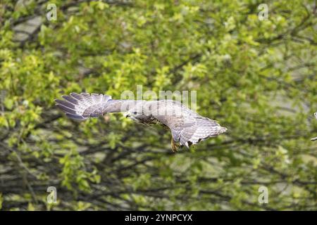 Buzzardo comune (Buteo buteo) Germania Foto Stock