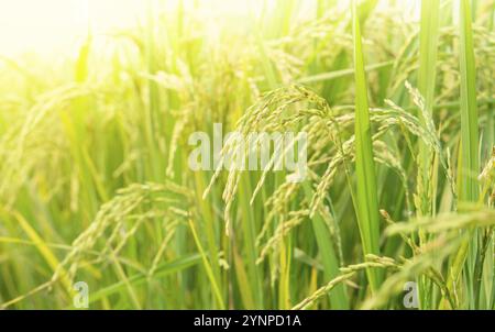 Primo piano di semi di riso in un campo di riso dorato. Foto Stock