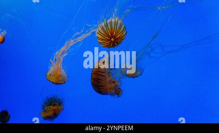 Sea Nettle Jellyfish in un acquario Foto Stock