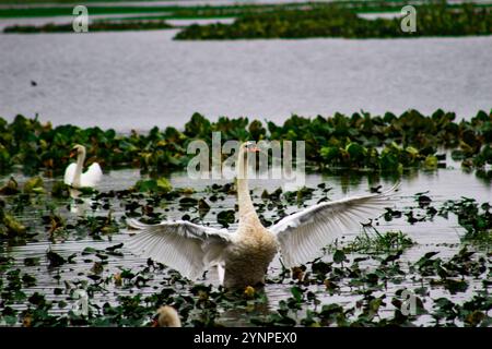 Il cigno sbatte le ali in acqua Foto Stock