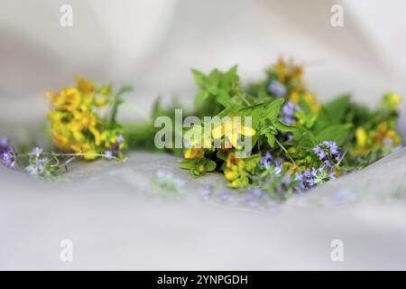 Hypericum perforatum, erba di San Giovanni e timo fiori freschi che si asciugano sulla carta Foto Stock