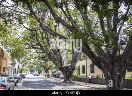 Gli angoli della città con sorprendente con vecchi alberi. Guadalajara, Jalisco. Messico Foto Stock