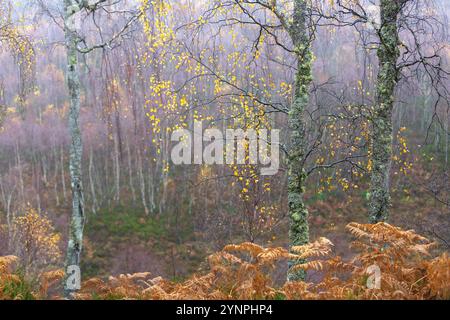 Alberi di betulla ricoperti di licheni con foglie dorate sotto la pioggia in un giorno di tardo autunno nelle Highlands scozzesi, con bracken dorato. Foto Stock
