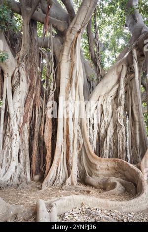 Più grande albero di ficus con la sua incredibile radici. Palermo, Sicilia. Italia Foto Stock