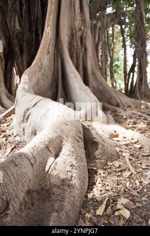 Più grande albero di ficus con la sua incredibile radici. Palermo, Sicilia. Italia Foto Stock