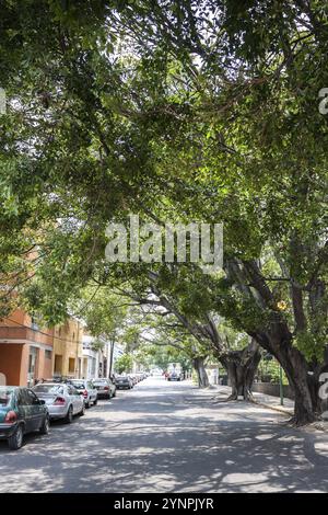 Gli angoli della città con sorprendente con vecchi alberi. Guadalajara, Jalisco. Messico Foto Stock