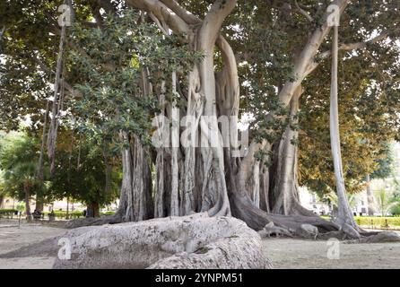 Più grande albero di ficus con la sua incredibile radici. Palermo, Sicilia. Italia Foto Stock