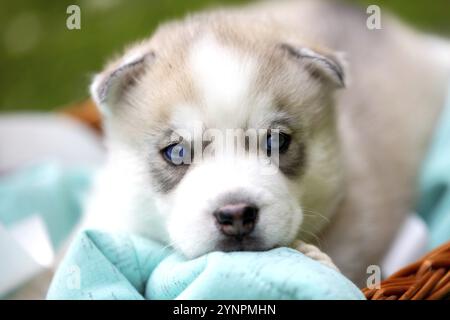 Simpatico cucciolo di husky siberiano con occhi blu da vicino Foto Stock