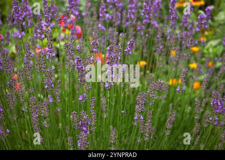 Primo piano di cespugli di lavanda. Macro campo lavanda. Prato in fiore. Fiori di lavanda che fioriscono in un campo. Sfondo naturale della stagione estiva. Foto Stock