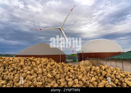 L'impianto di biogas produce gas da varie biomasse, qui lo stoccaggio della barbabietola da zucchero, l'elettricità viene prodotta in centrali elettriche e di calore combinate con il biogas Foto Stock