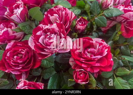 Papageno Rosa con fiori cremisi con strisce bianche, sfondo di colore bellissimo. Rosa ibrida di fiori Henri Matisse. Henri Matisse con attraente Foto Stock