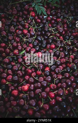 Mazzo di ciliegie fresche appena raccolte Foto Stock