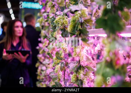 Norimberga, Germania. 26 novembre 2024. Un modello per la coltivazione controllata in ambienti chiusi del luppolo è esposto presso lo stand Siemens alla fiera BrauBeviale dedicata alle bevande. Crediti: Daniel Karmann/dpa/Alamy Live News Foto Stock