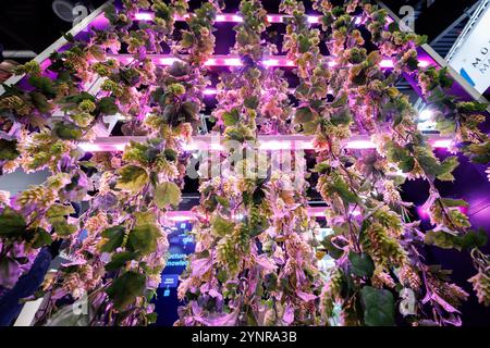 Norimberga, Germania. 26 novembre 2024. Un modello per la coltivazione controllata in ambienti chiusi del luppolo è esposto presso lo stand Siemens alla fiera BrauBeviale dedicata alle bevande. Crediti: Daniel Karmann/dpa/Alamy Live News Foto Stock