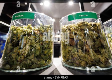 Norimberga, Germania. 26 novembre 2024. I luppoli Magnum e Taurus sono esposti in contenitori presso uno stand durante la fiera BrauBeviale delle bevande. Crediti: Daniel Karmann/dpa/Alamy Live News Foto Stock