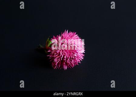 un crisantemo rosa fiore su sfondo nero con trama di carta acquerello Foto Stock
