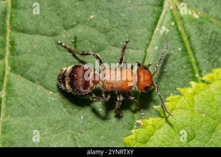 Velvet Ant - Timulla vagans Foto Stock