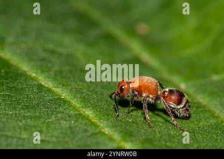 Velvet Ant - Timulla vagans Foto Stock