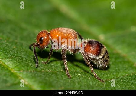 Velvet Ant - Timulla vagans Foto Stock