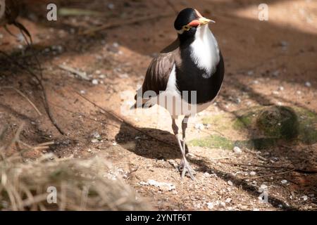 il risvolto ha un berretto nero e un'ampia striscia bianca con un anello giallo e un piccolo battito rosso sul conto. Foto Stock